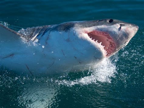 mossel bay shark diving